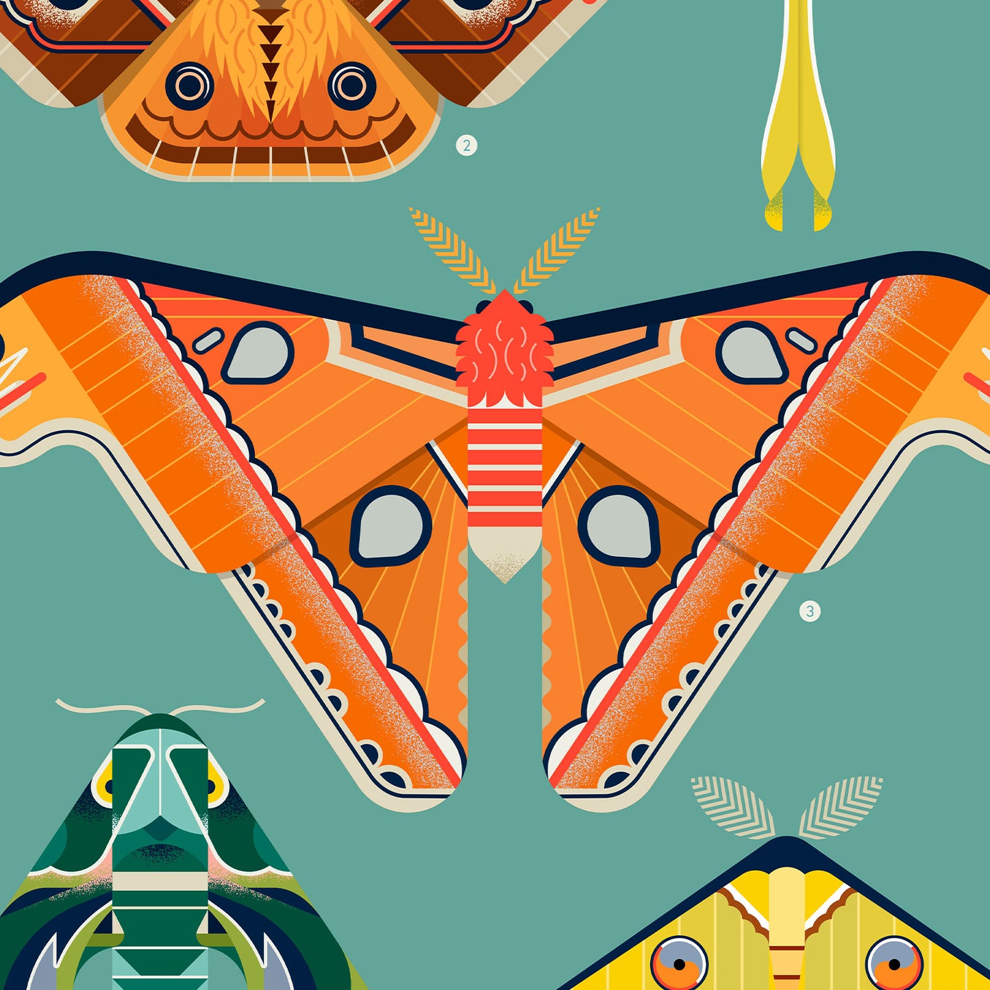 Moths Illustrated Art Print