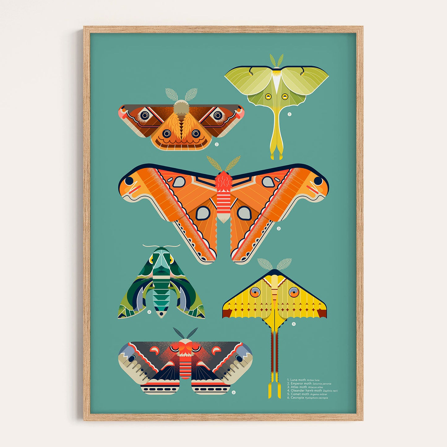 Moths Illustrated Art Print