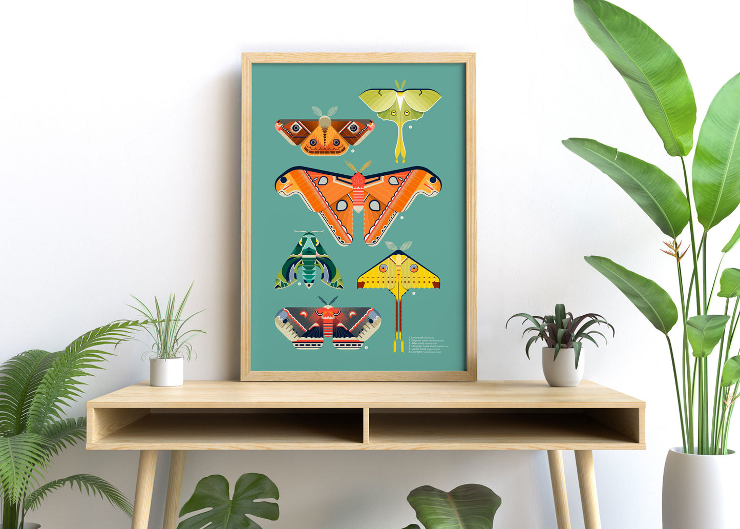 Moths Illustrated Art Print