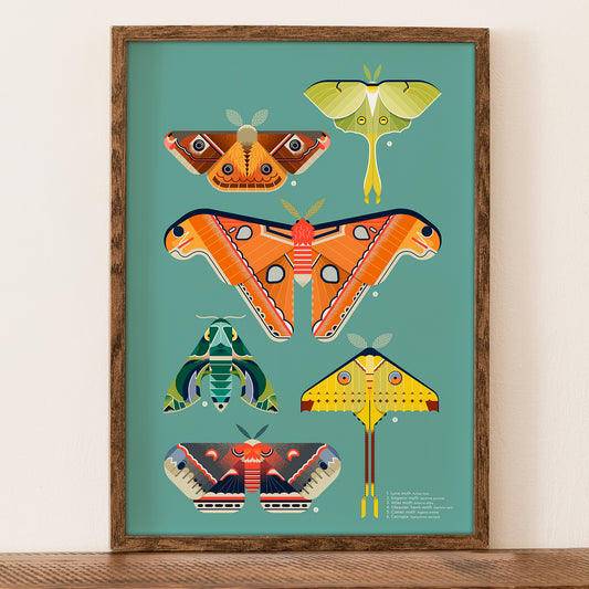 Moths Illustrated Art Print